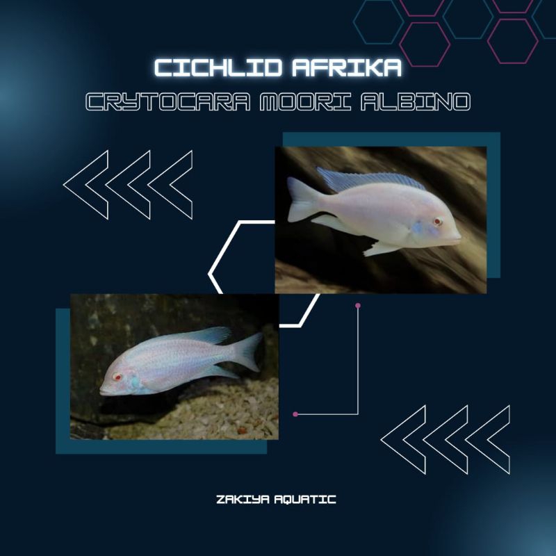 Moori Dolphin Alb Cichlid Afrika