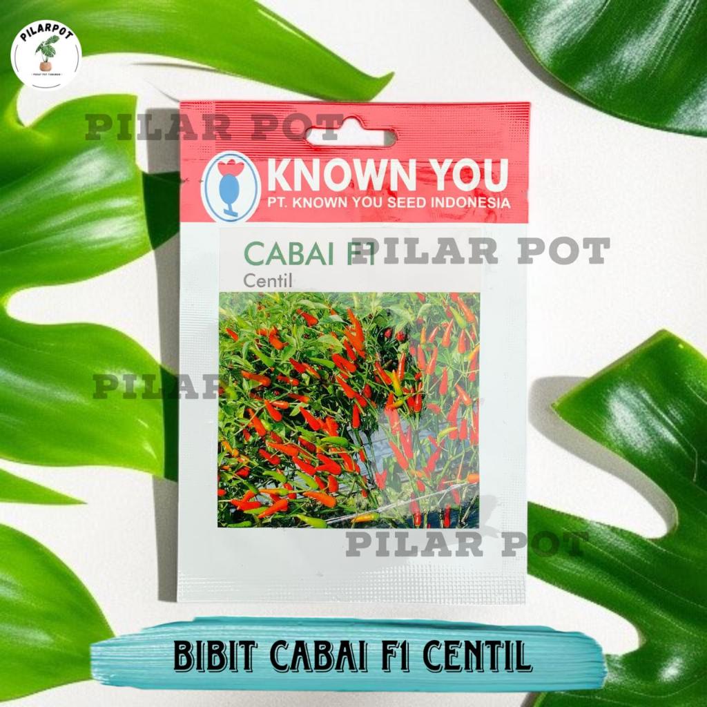 Benih Bibit Cabe Rawit Centil F1 Known You Seed - KYS CABAI RAWIT CENTIL F1