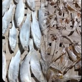 

Special.Promo.600gram.2in1.Ikan.Bulu.Ayam.100gram.dan.Ikan.Belanak.500gram.