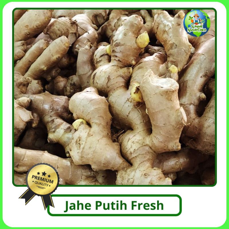 

Jahe Putih Segar [1 kg] Murah