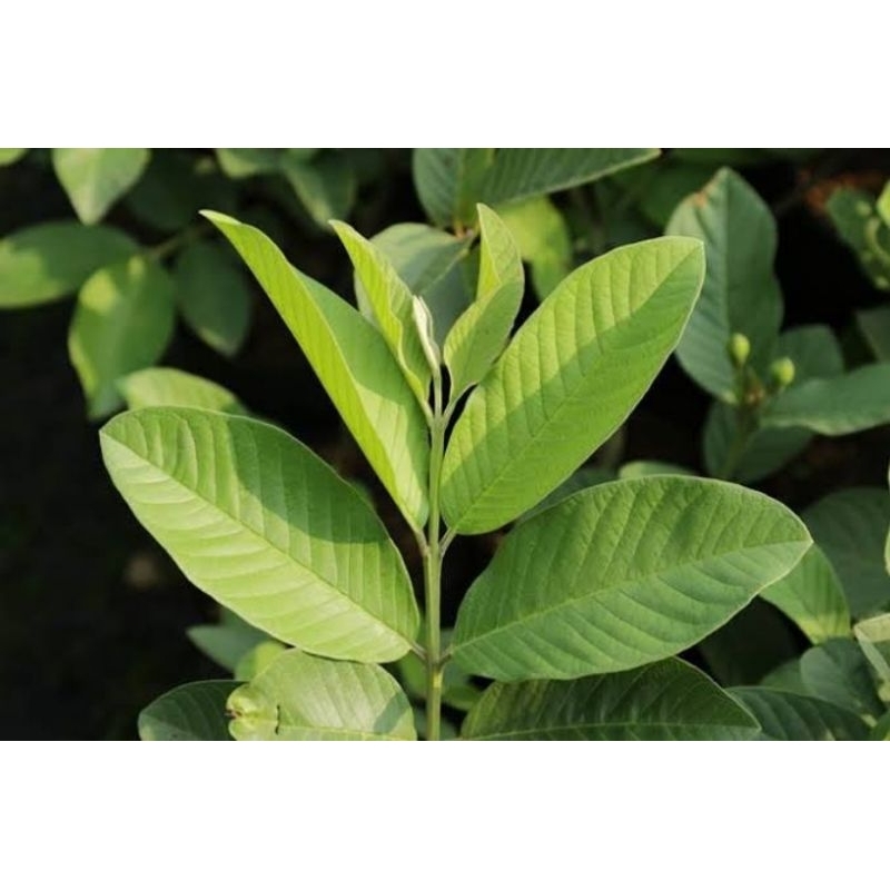 

Daun Jambu segar /Daun jambu muda fresh segar obat herbal