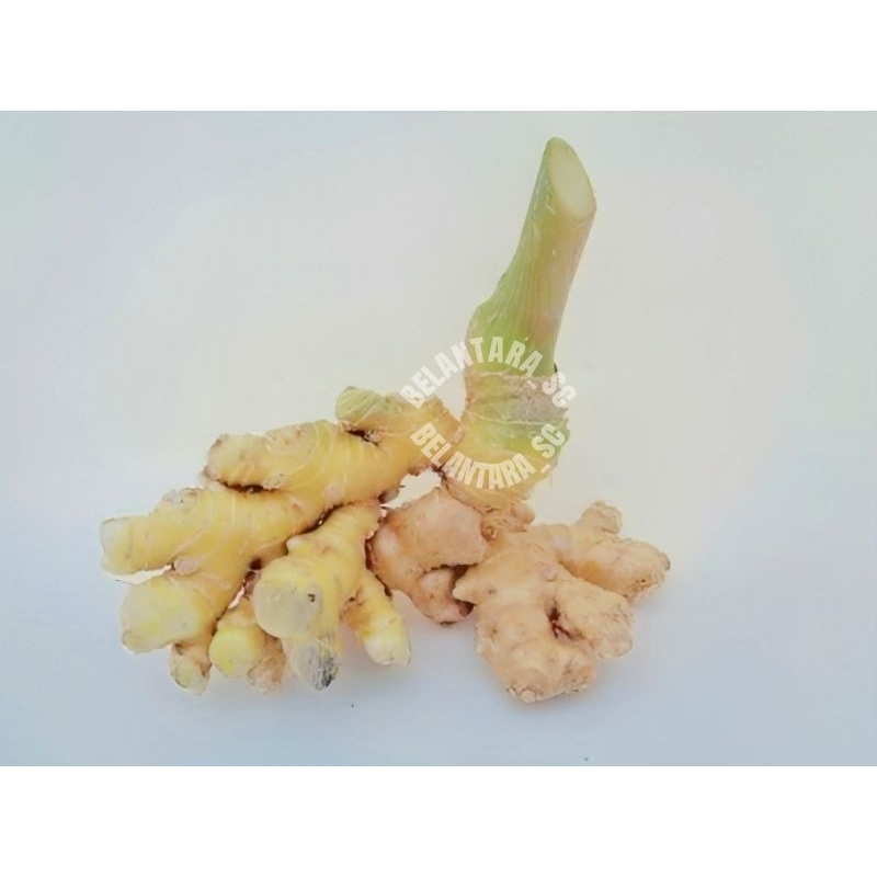 

Lempuyang segar/Buah lempuyang 500gram