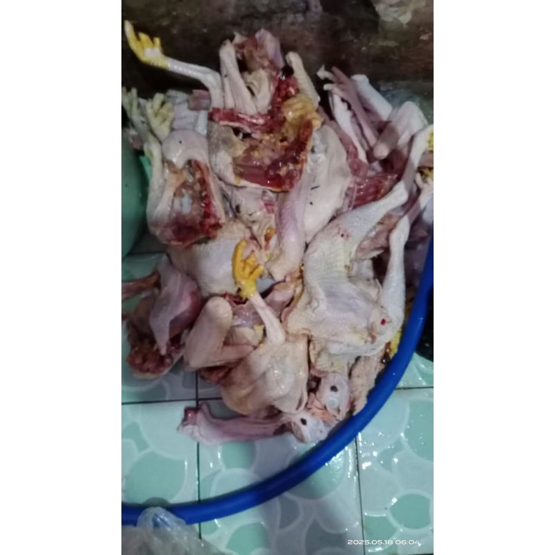 

ayam pejantan utuh bobot 1-1,1kg