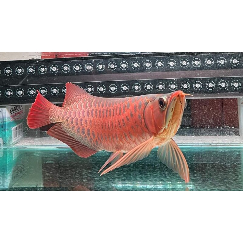 lampu tanning 80 cm,,,3 baris led