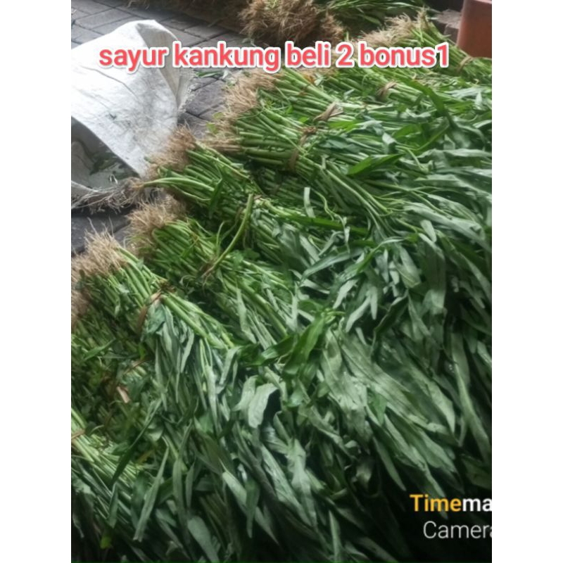 

BONUS SAYUR KANKUNG PER IKAT FRESS SEMARANG