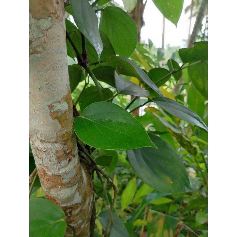 

Daun Sirih Segar (Fresh) 50 Lembar