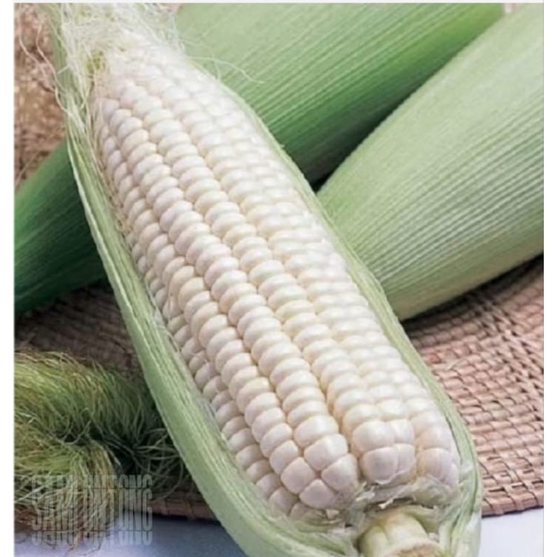 BISA COD 1KG BENIH JAGUNG PUTIH SUPER BENIH JAGUNG KETAN