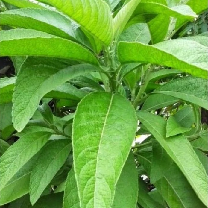 

Daun Sembung Segar 250gr Baru Petik