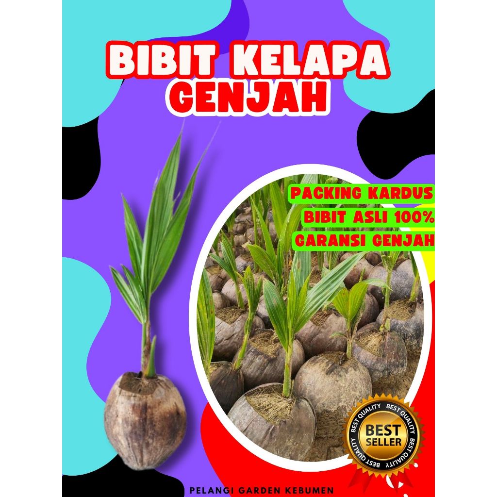 TERBAIK.. Benih Kelapa Kopyor Bogor, Benih Kelapa Kopyor Besar, Benih Kelapa Kopyor Genjah