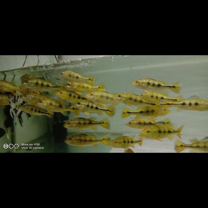 IKAN HIAS PBASS / IKAN HIAS  PEACKOCK BASS