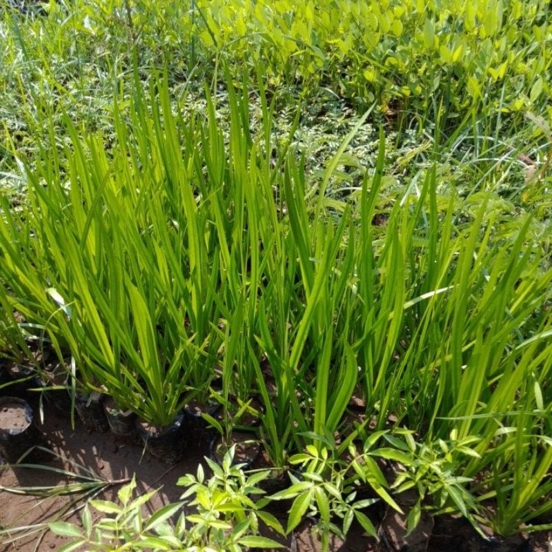 Bibit Dlingo Bengle Murah