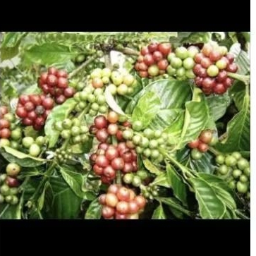 

Biji Kopi Basah Tua di Pohon |1 Kg |kopi Panen Matang| Siap Olah, Aroma Kuat!