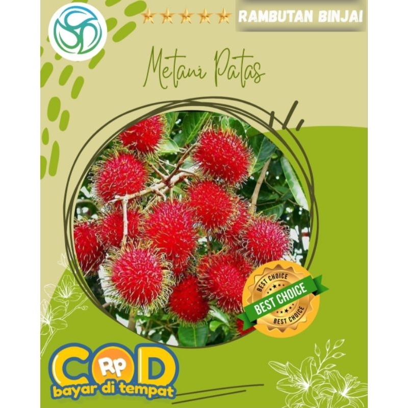 Rambutan Binjai || Bibit Rambutan Super || Rambutan Premium || Bibit Okulasi