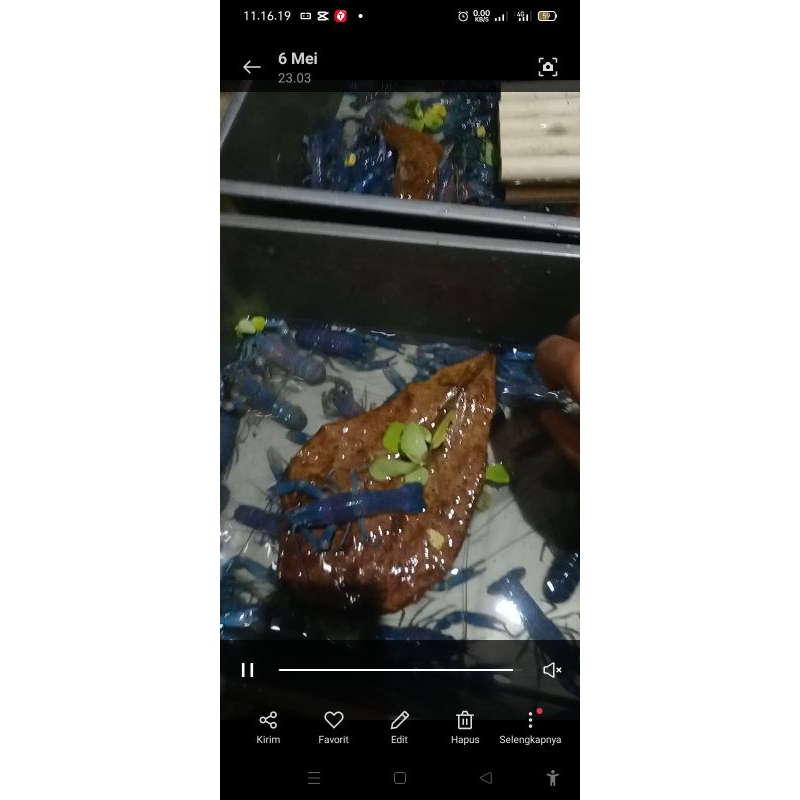 Lobster Air Tawar 2--5 inci Red Claw