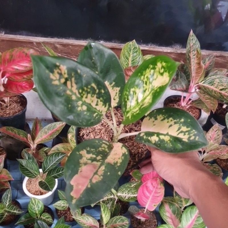 aglonema monalisa starbuck