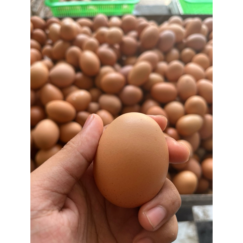 

RAJATELUR | Telur Ayam Negeri | 1 Tray isi 30 Butir