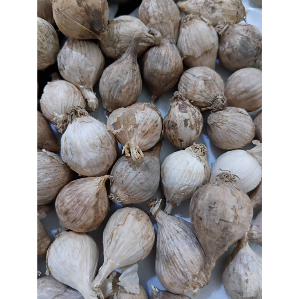 

Size Jumbo Bawang Putih Tunggal Lokal