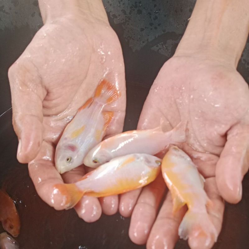 bibit ikan nila merah super 9_12cm