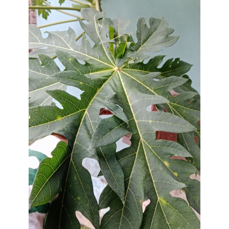

daun pepaya daun pepaya segar harga 10 lembar