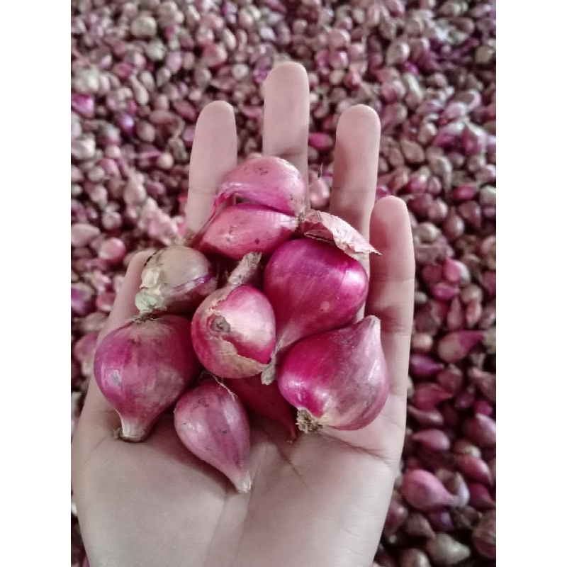 

bawang merah