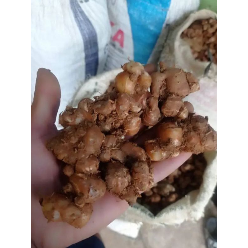 

kencur segar 1kg organik dan higienis