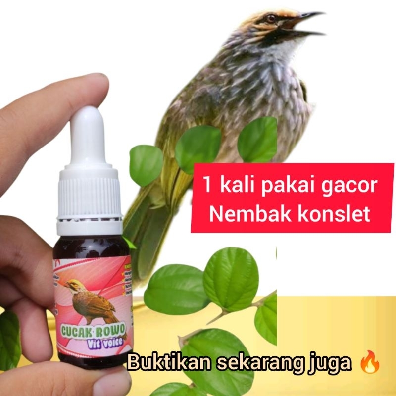 cucak Rowo vit voice penggacor burung bahan dan macetan , Terbukti khasiatnya