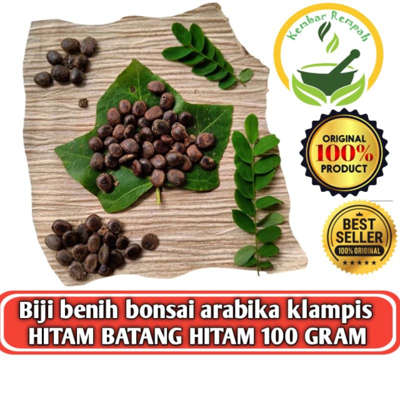 Biji Benih Bonsai Arabika BONSAI Klampis HITAM Batang Hitam kemasan 100 gram