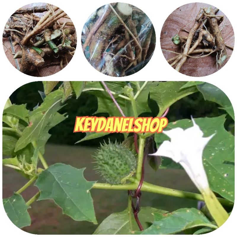 

Akar kecubung segar 250 gram