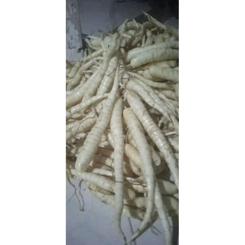 

umbi girut/garut/girut/obat lambung