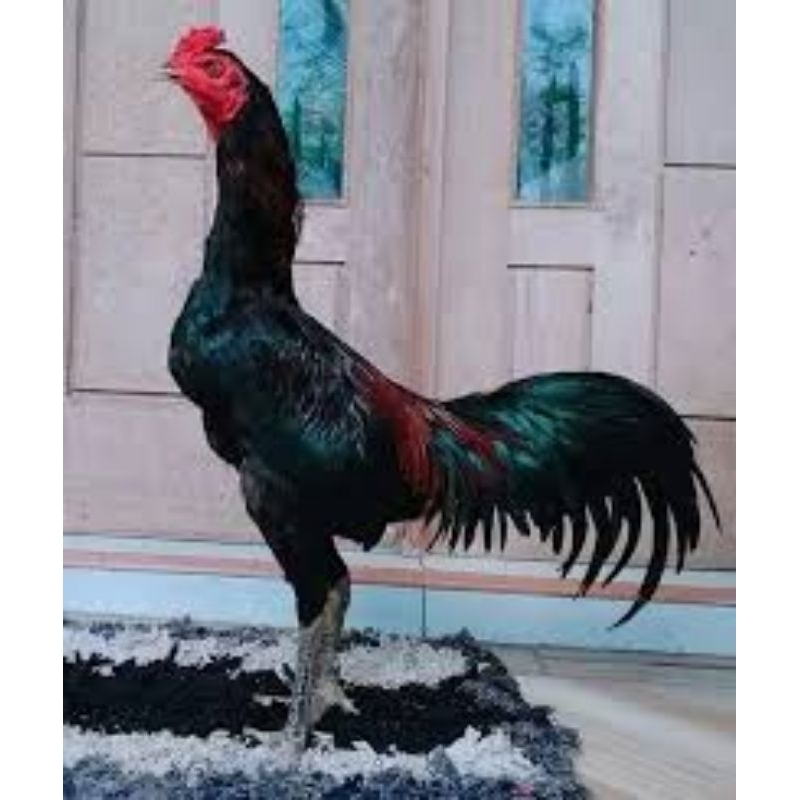 

Telur Ayam Koytrad Fertil/Khoytrad tehnik siap untuk ditetaska