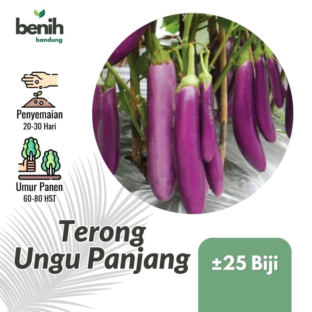 25 Benih Terong Ungu Panjang Bibit Sayuran Terung F1 Hibrida