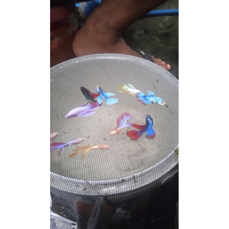 paket stiker hm rosetail cupang size m (botolan) 25+1 lembar