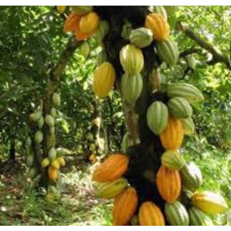 

bibit biji kakao 100 biji 60 000