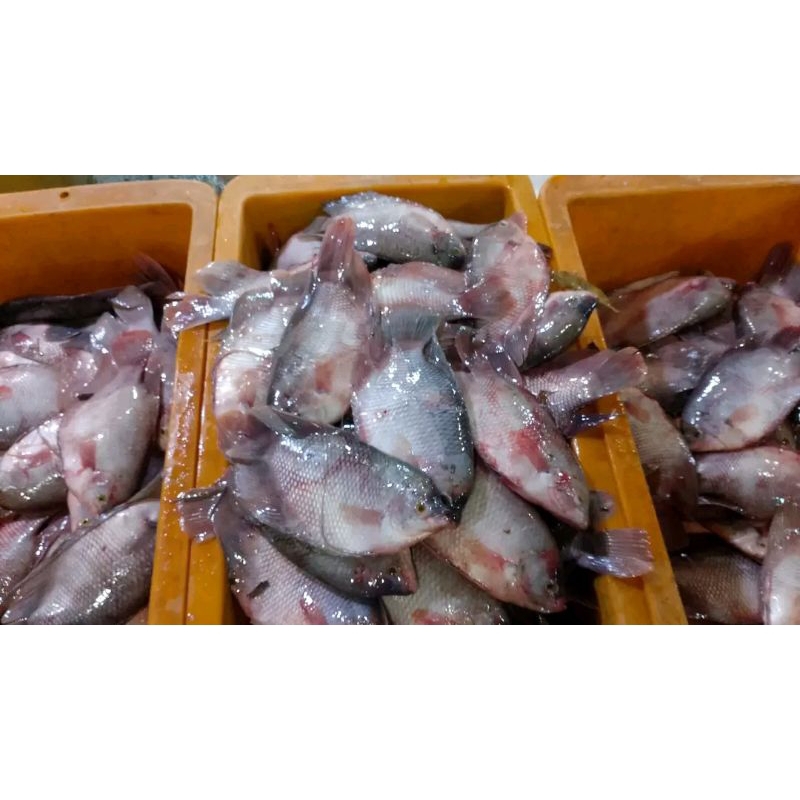 

ikan gurame 400gm fresh seafood