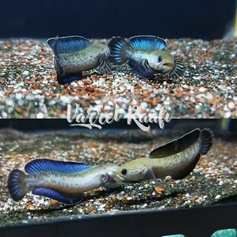 Poster Channa Red Andrao 5-6cm