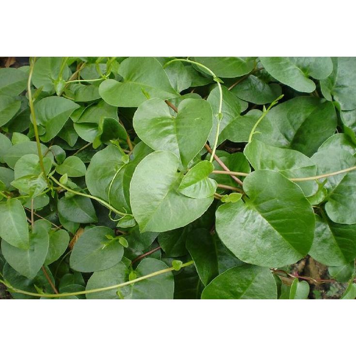 

Daun binahong herbal segar 250gram