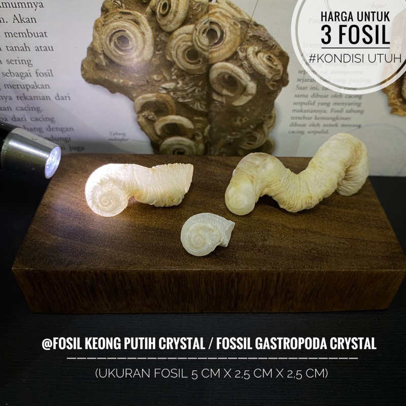 Fosil Keong Putih Crystal Natural F8 atau Fossil Gastropoda atau Fosil Kerang atau Fosil Kol Buntet 