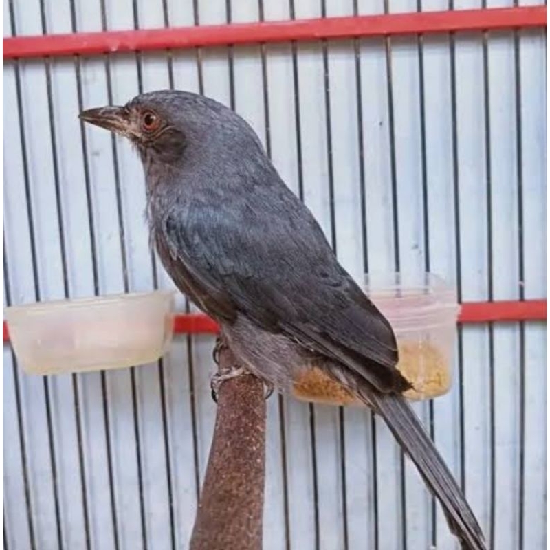 BURUNG SRIGUNTING ABU MATA PUTIH JINAK MANDIRI ( MASTERAN )