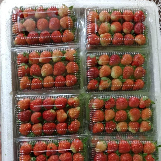 

Strawberry Fresh Kemasan 150gr Panensegar Tasik Malaya Stroberi Strawbery Segar