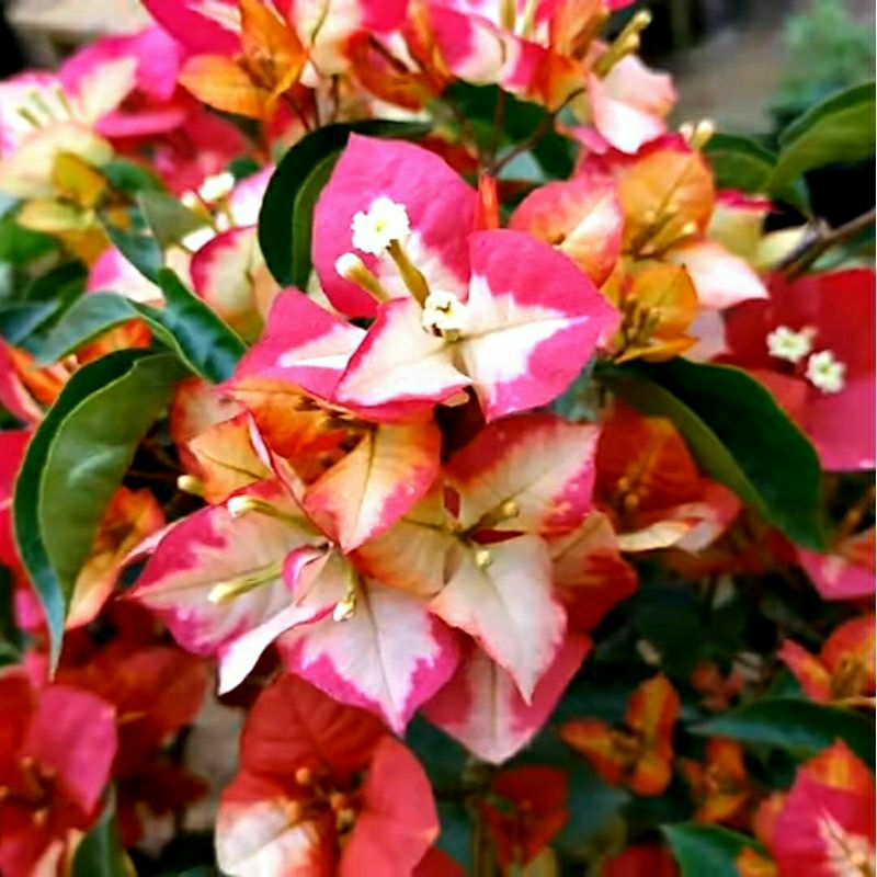 BUGENVIL SUFIA INDIA ORIAN RIMBUN | BUNGA BOUGENVILLE SUFIA INDIA IMPORT BUNGA GRADASI CANTIK SIAP B