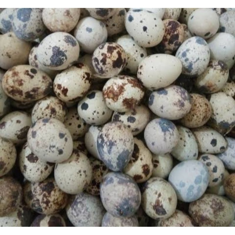 

Telor Puyuh 20 butir