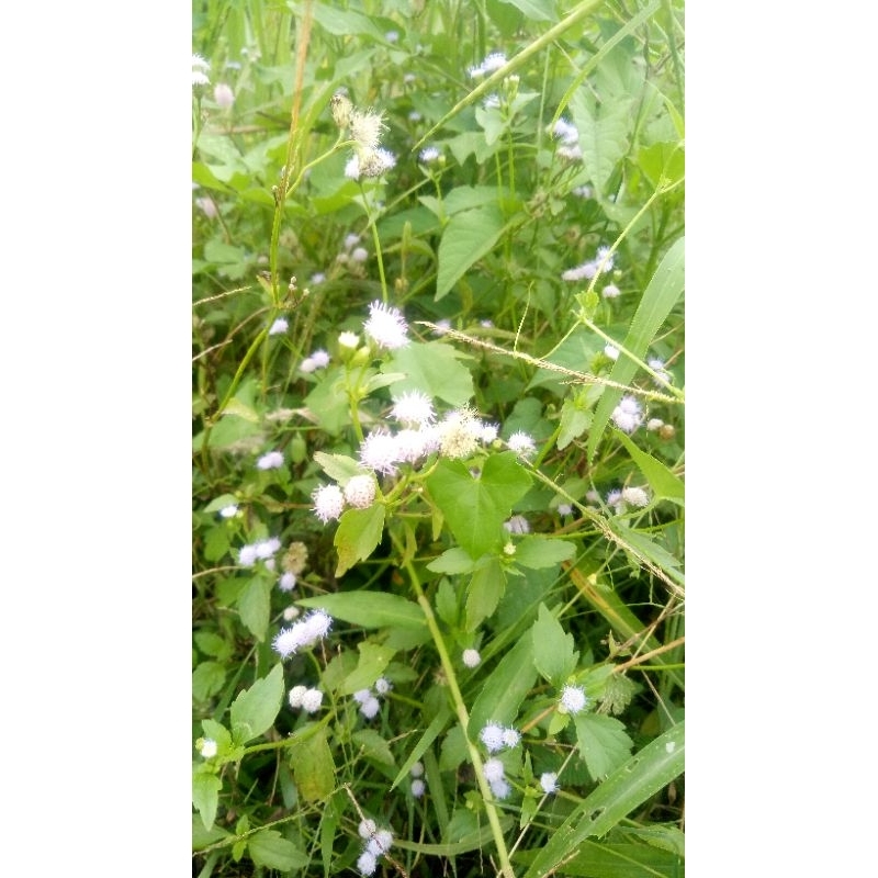 

daun bandotan per500 gram herbal alami