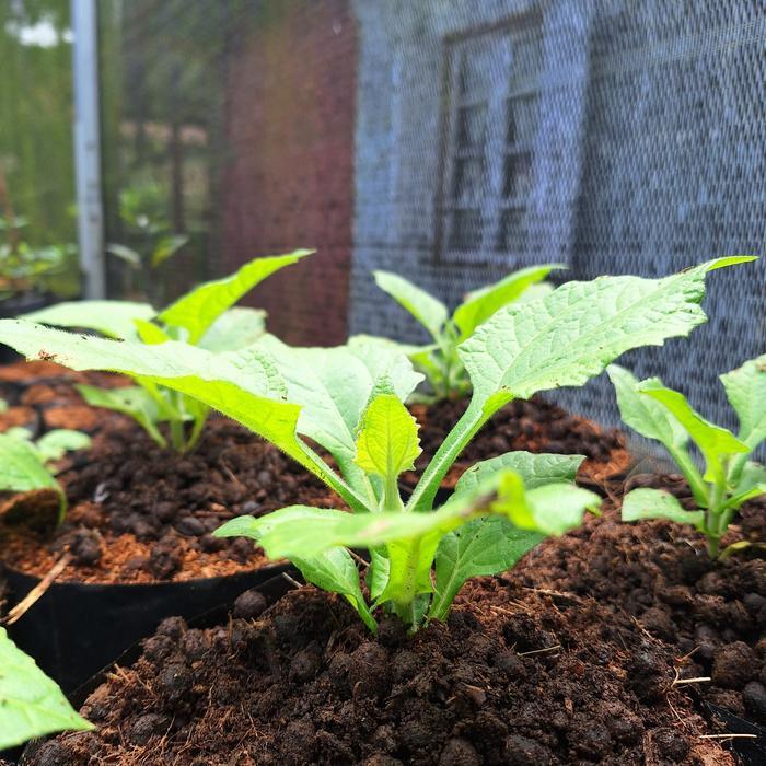 Bibit umbi yakon valid siap tanam