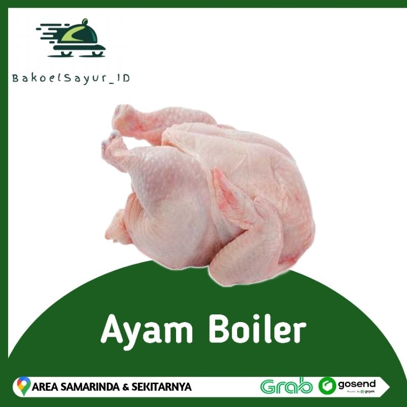 

Ayam Boiler 1 ekor / Segar / Bersih
