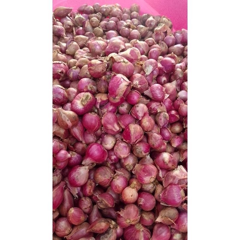 

BAWANG MERAH LOKAL PROTOL TANGGUNG BESAR 1KG-500GR