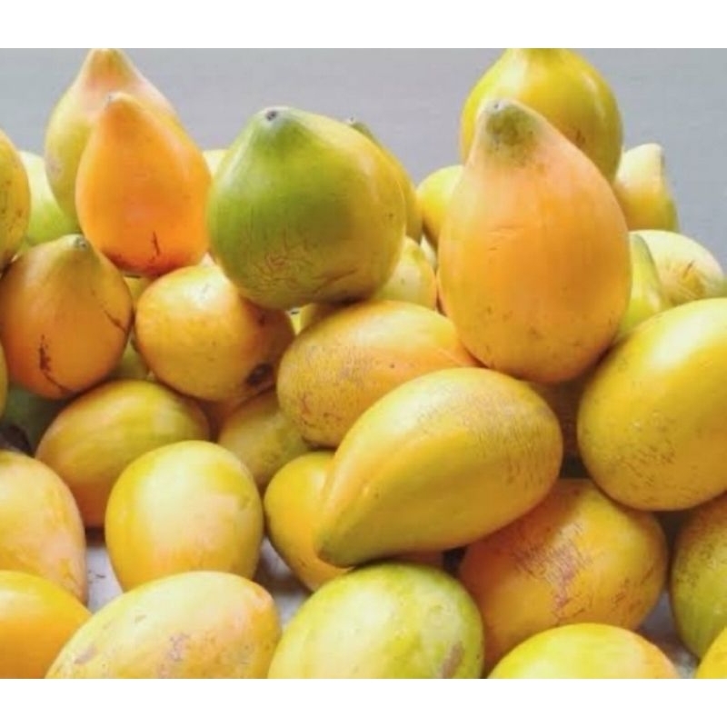 

Buah sawo Belanda buah sawo mentega segar 500 gram-az