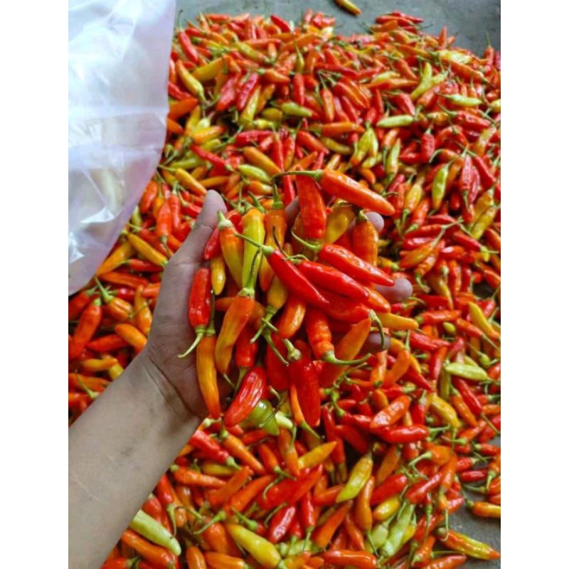 

Cabe Rawit / Lombok Kecil