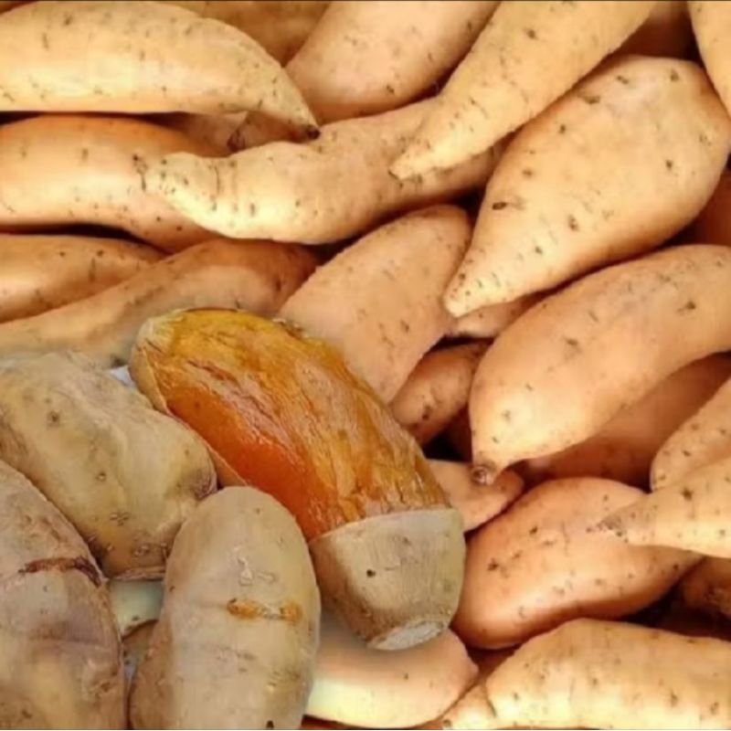 

1kg.UBI CILEMBU MADU MANIS LEGIT MENTAH.UKURAN besar pekingan aman menggunakan dus