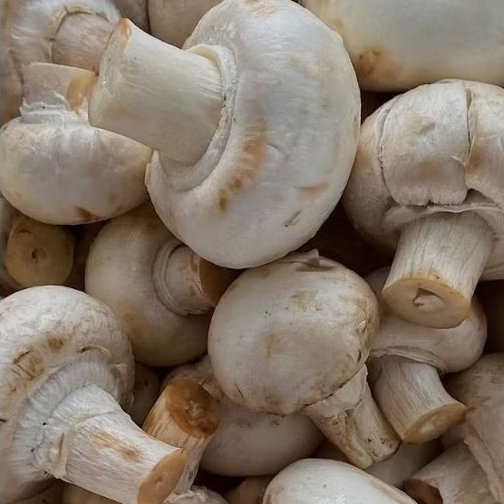 Jamur Campignon Jamur Kancing 1/4kg