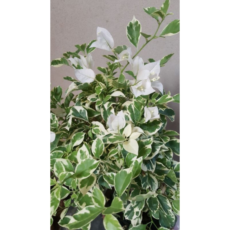 Bougenville varigata putih